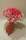 Fleurs séchées - Bouquet rose